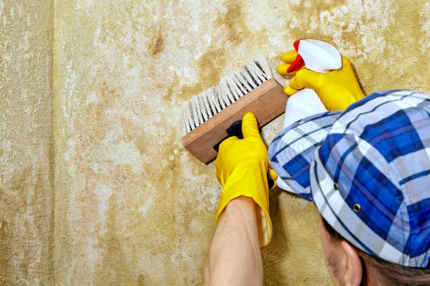 Professional Mold Removal in Danville, IL