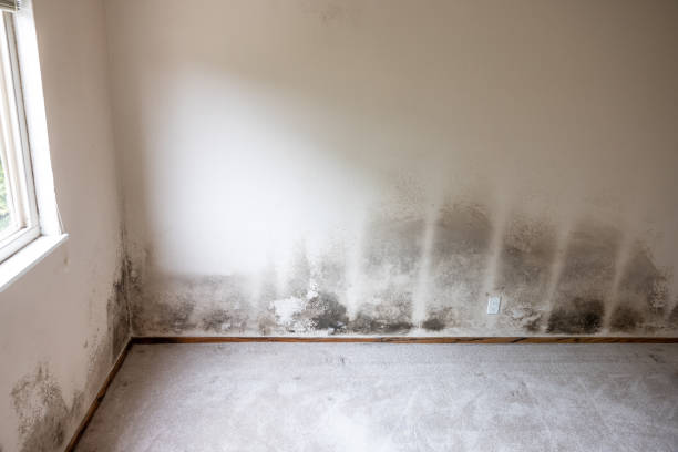 Environmental Consulting for Mold Prevention in Danville, IL